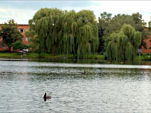 Der Schäfersee in Reinickendorf.