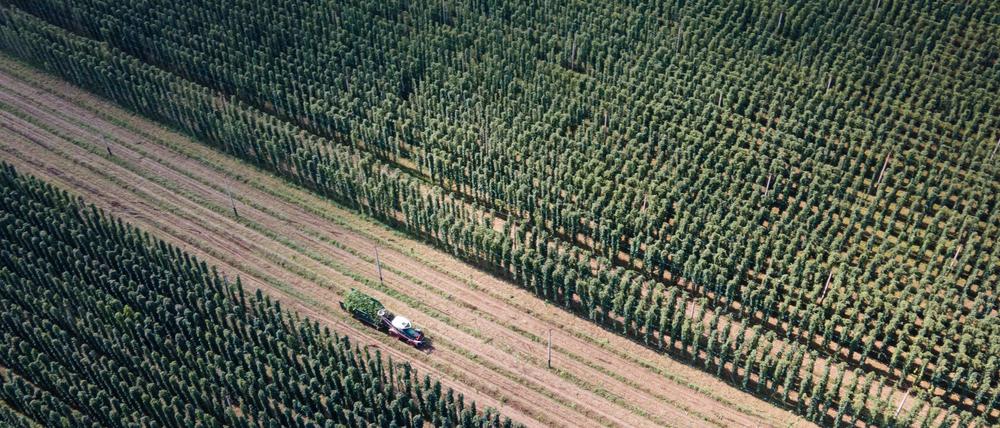 Von einigen Sorten wird zu viel Hopfen angebaut. (Archivbild)
