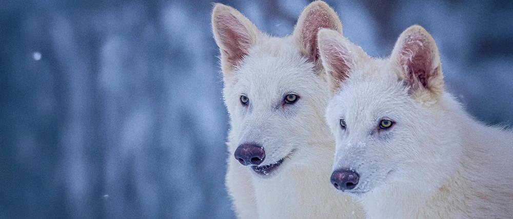 Die beiden männlichen Welpen wurden nach den menschlichen Sagengestalten Romulus und Remus benannt.