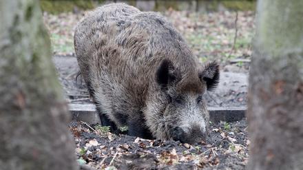 In Berlin soll ein Wildschwein eine Frau angegriffen haben. (Symbolbild)