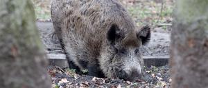 In Berlin soll ein Wildschwein eine Frau angegriffen haben. (Symbolbild)