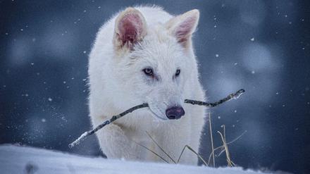Das undatierte Foto zeigt einen jungen Wolf, der genetisch so verändert wurde, dass er Ähnlichkeiten mit dem ausgestorbenen Schattenwolf aufweist.
