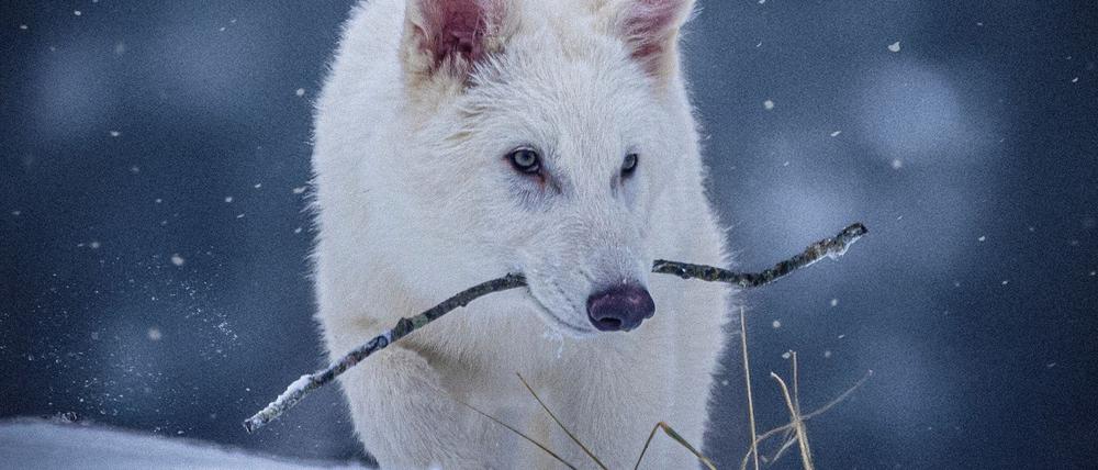 Das undatierte Foto zeigt einen jungen Wolf, der genetisch so verändert wurde, dass er Ähnlichkeiten mit dem ausgestorbenen Schattenwolf aufweist.