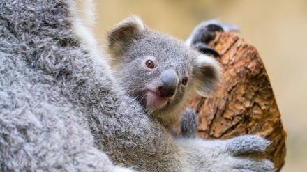 Der Duisburger Zoo ist bekannt für seine Koala-Haltung.