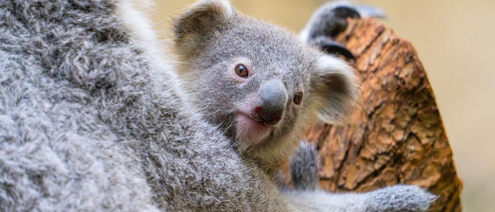 Der Duisburger Zoo ist bekannt für seine Koala-Haltung.