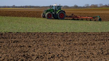 In Brandenburg sind die Böden besonders sandig und von Trockenheit geprägt: Landwirte wünschen sich in den kommenden Tagen vor allem Regen. (Archiv) 
