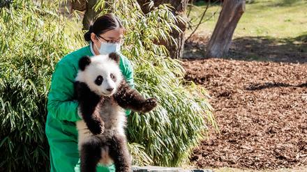 Eine Tierpflegerin aus Chengdu trägt einen der beiden Zwillinge Panda-Zwillinge Leni und Lotti in der Außenanlage im Zoologischer Garten. 