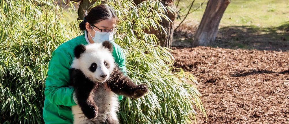Eine Tierpflegerin aus Chengdu trägt einen der beiden Zwillinge Panda-Zwillinge Leni und Lotti in der Außenanlage im Zoologischer Garten.