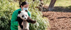 Eine Tierpflegerin aus Chengdu trägt einen der beiden Zwillinge Panda-Zwillinge Leni und Lotti in der Außenanlage im Zoologischer Garten. 