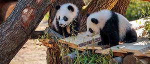 Die Panda-Zwillinge Leni und Lotti erkunden das neue Klettergerüst in der Aussenanlage im Zoologischer Garten. Es ist der erste Ausflug der beiden Jungtiere in der Außenanlage.
