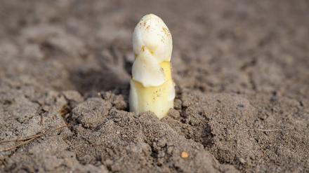 Ein Kopf einer Spargelstange ragt aus der Erde in Brandenburg.