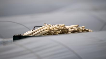 Spargel liegt auf einem Feld zum Transport bereit. 