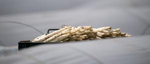 Spargel liegt auf einem Feld zum Transport bereit. 