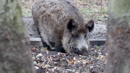 Ein Wildschwein streift durch sein Gehege im Volkspark Rehberge. (Symbolbild)
