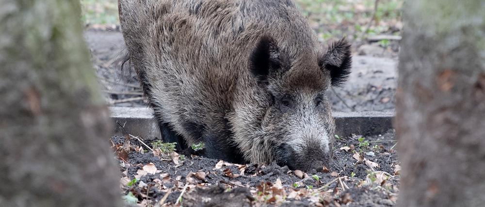 Ein Wildschwein streift durch sein Gehege im Volkspark Rehberge. (Symbolbild)