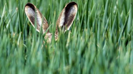 Letztlich wurde der Hase also vom Symbol für Fruchtbarkeit und Lebensfülle zu einer Figur mit pädagogischer Funktion – ohne dass sich eine direkte christliche Symbolik nachweisen lässt.