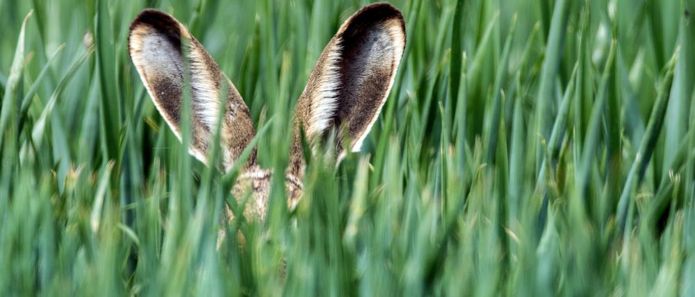 Letztlich wurde der Hase also vom Symbol für Fruchtbarkeit und Lebensfülle zu einer Figur mit pädagogischer Funktion – ohne dass sich eine direkte christliche Symbolik nachweisen lässt.