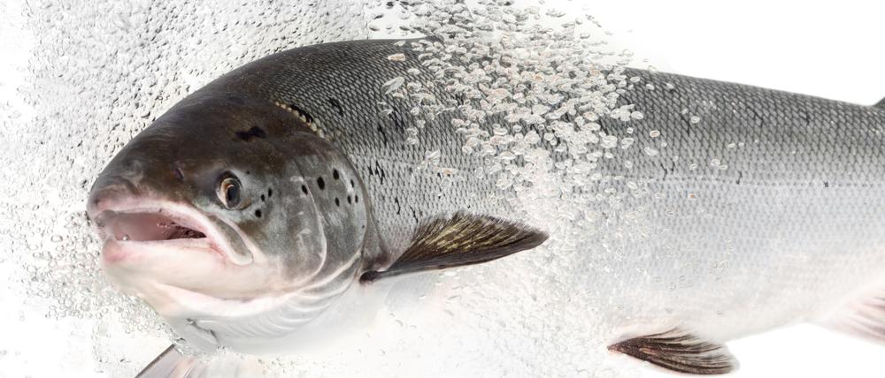 Arzneimittel-Rückstände im Abwasser wirken sich auf Fische aus: Sie werden mutiger, zeigen Forschende in einer aktuellen Studie. 