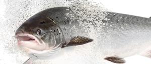 Arzneimittel-Rückstände im Abwasser wirken sich auf Fische aus: Sie werden mutiger, zeigen Forschende in einer aktuellen Studie. 
