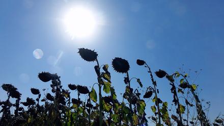 Deutschland erlebt aktuell das trockenste Frühjahr seit Beginn der Wetteraufzeichnungen, insbesondere in den Regionen Berlin und Potsdam sind die Niederschläge unterdurchschnittlich.