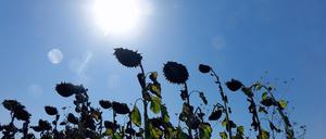 Auf einem Feld in Brandenburg stehen vertrocknete Sonnenblumen.