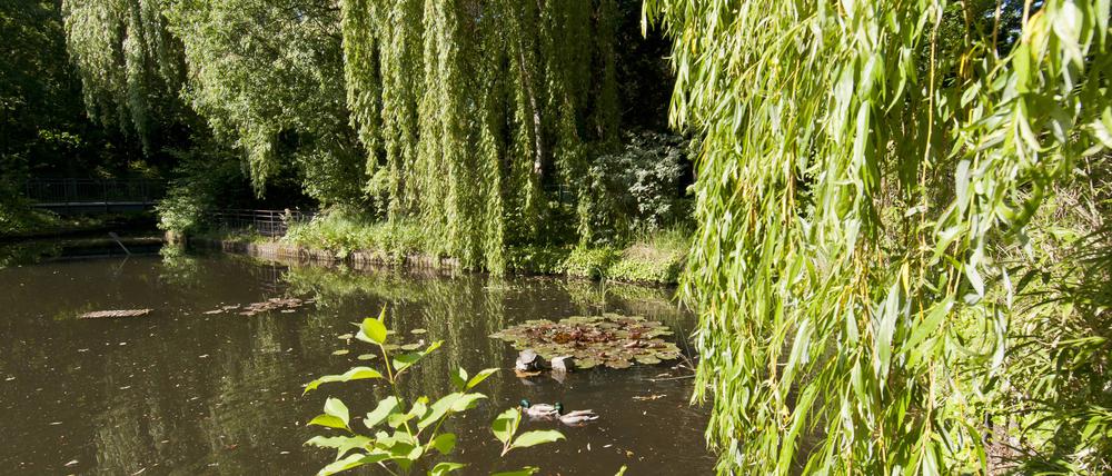 Der Kiezteich in Berlin-Prenzlauer Berg.