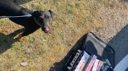 Zollhund Bobby hat auf der A24 geschmuggelte Zigaretten erschnüffelt.