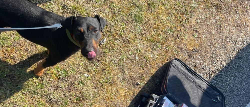 Zollhund Bobby hat auf der A24 geschmuggelte Zigaretten erschnüffelt.