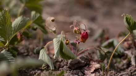Vertrocknete Erdbeeren. 
