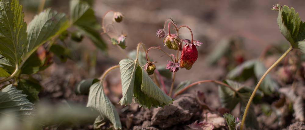 Vertrocknete Erdbeeren. 
