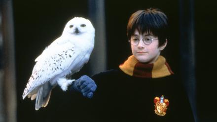 Harry Potter und der Stein der Weisen, (HARRY POTTER AND THE SORCERER S STONE) GB-USA 2001, Regie: Chris Columbus, DANIEL RADCLIFFE, Stichwort: Eule, Brille UnitedArchives00018360 Harry Potter and the Stone the show Harry Potter and The Sorcerer S Stone GB USA 2001 Director Chris Columbus Daniel Radcliffe Keyword Owl Glasses UnitedArchives00018360
