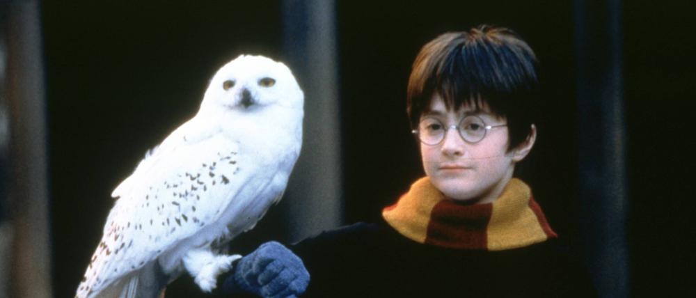 Harry Potter und der Stein der Weisen, (HARRY POTTER AND THE SORCERER S STONE) GB-USA 2001, Regie: Chris Columbus, DANIEL RADCLIFFE, Stichwort: Eule, Brille UnitedArchives00018360 Harry Potter and the Stone the show Harry Potter and The Sorcerer S Stone GB USA 2001 Director Chris Columbus Daniel Radcliffe Keyword Owl Glasses UnitedArchives00018360