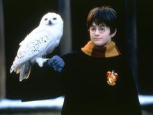 Spielfilmtipps zum Wochenende: Harry Potter, Michael Myers und Frankenstein