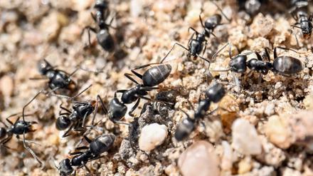 Am Bordstein einer Straße krabbeln Ameisen. 