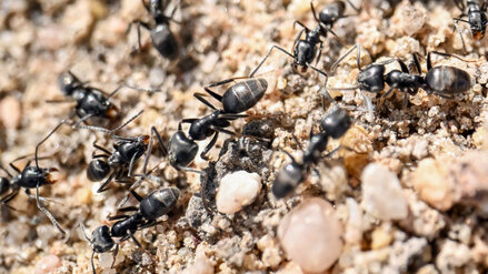 Anlass religiöser Verzückung. Das Ameisenkollektiv.