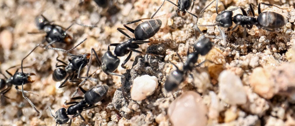 Anlass religiöser Verzückung. Das Ameisenkollektiv.