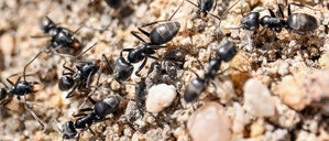 Am Bordstein einer Straße krabbeln Ameisen. 