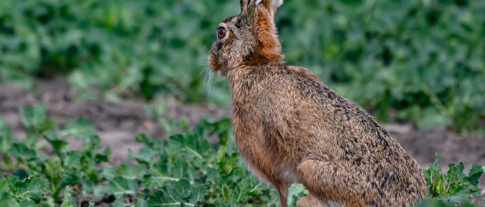 Die Osterferien beginnen - und es wird warm und bewölkt. (Symbolfoto).
