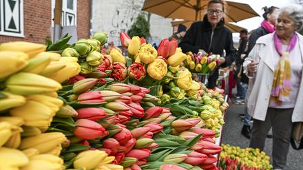 Bunte Tulpensträuße werden auf dem Potsdamer Tulpenfest im Holländischen Viertel verkauft.