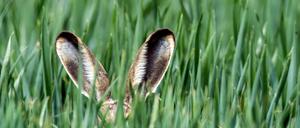 Nur die langen Ohren eines Feldhasen ragen aus einem Getreidefeld im Oderbruch nahe Neuranft.