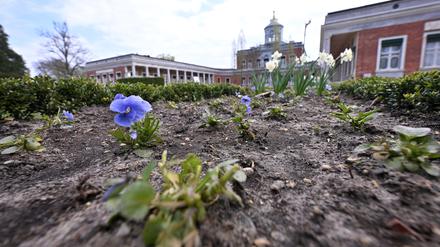 Die Beete vor dem Marmorpalais im Neuen Garten Potsdam sind von Rehen geplündert worden und zeigen deutliche Lücken.