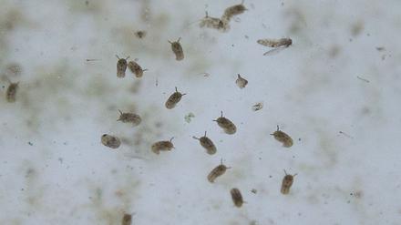 Das Oropouche-Virus wird durch Mücken übertragen.