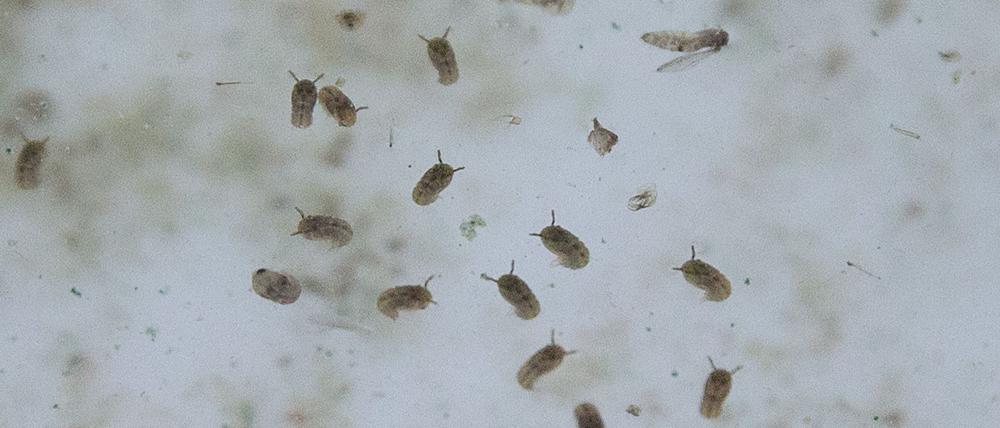Das Oropouche-Virus wird durch Mücken übertragen.