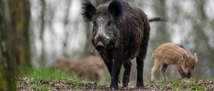 „Jetzt gerade ist die Zeit, in der die Bachen Junge bekommen“, das sogenannte Frischen, sagt Ehlert (Archivbild).