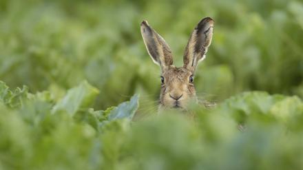 Ausgewachsener Feldhase Lepus europaeus in einem Zuckerrübenfeld im Sommer, Suffolk, England Vereinigtes Königreich Brown hare Lepus europaeus adult animal in a farmland sugar beet field in the summer, Suffolk, England United Kingdom Copyright: imageBROKER/KevinxSawford ibxksa11108218.jpg Bitte beachten Sie die gesetzlichen Bestimmungen des deutschen Urheberrechtes hinsichtlich der Namensnennung des Fotografen im direkten Umfeld der Veröffentlichung