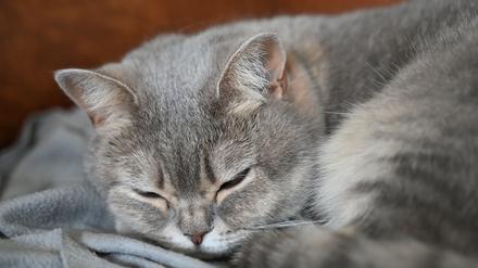Katzen sind nach wie vor das beliebteste Haustier in Deutschland. (Archivbild)