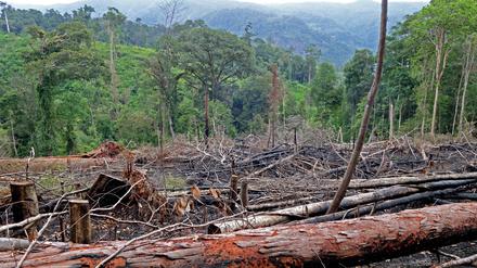 Illegal abgeholzter Wald auf Gunung Kemiri in Indonesien.
