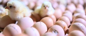 Schlupf im Hähnchenstall. Mast in Deutschland 2024.