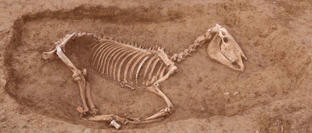 Bei Untersuchungen in Stuttgart wird ein römischer Pferdefriedhof entdeckt.