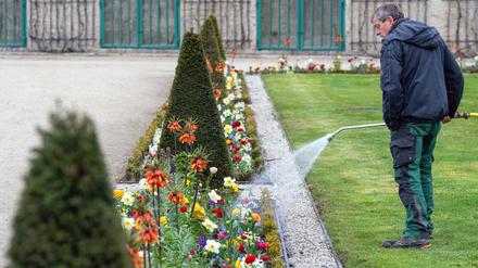Gärtner Andreas Golimowski wässert die Blumenbeete vor den Weinbergterrassen von Schloss Sanssouci in Potsdam. Die Grünanlagen der Schlösserstiftung sind von der anhaltenden Trockenheit betroffen.